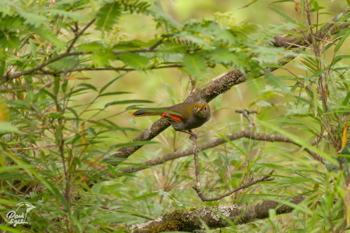Emei Shan Liocichla - ML639580250