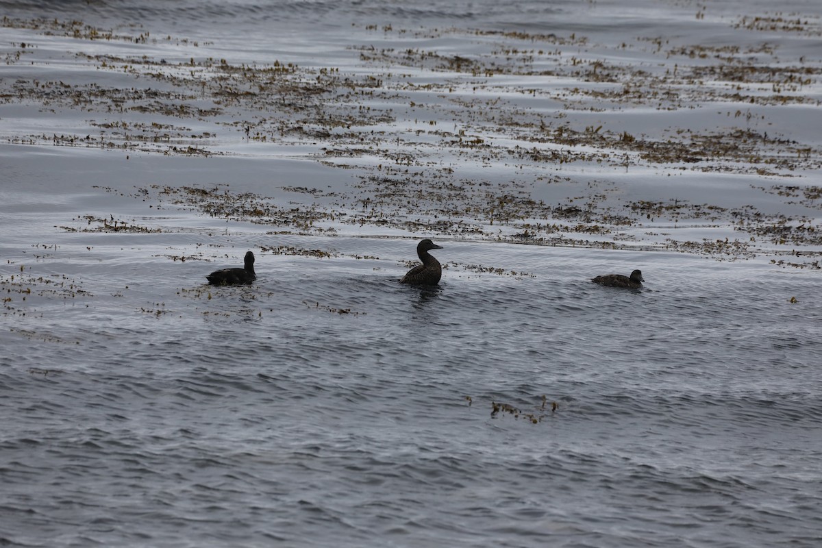 Common Eider - ML639580256