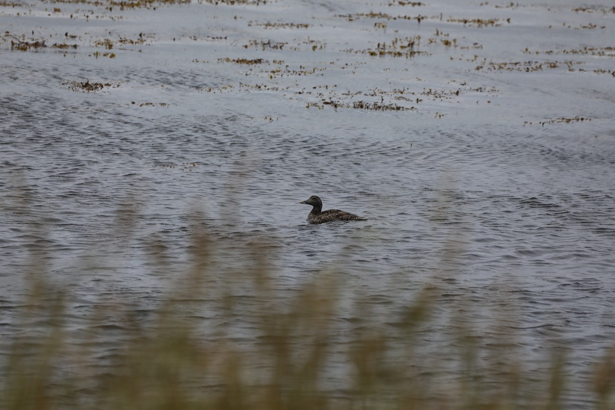 Common Eider - ML639580261