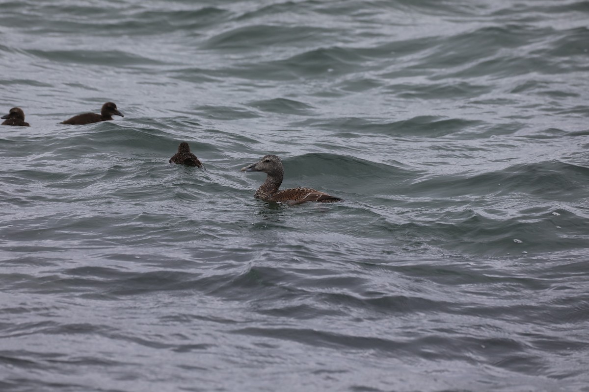 Common Eider - ML639580268
