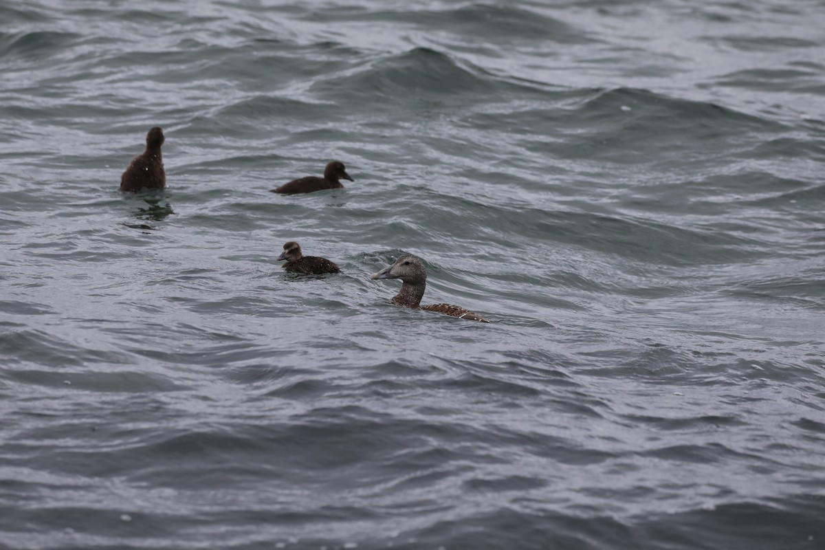 Common Eider - ML639580269