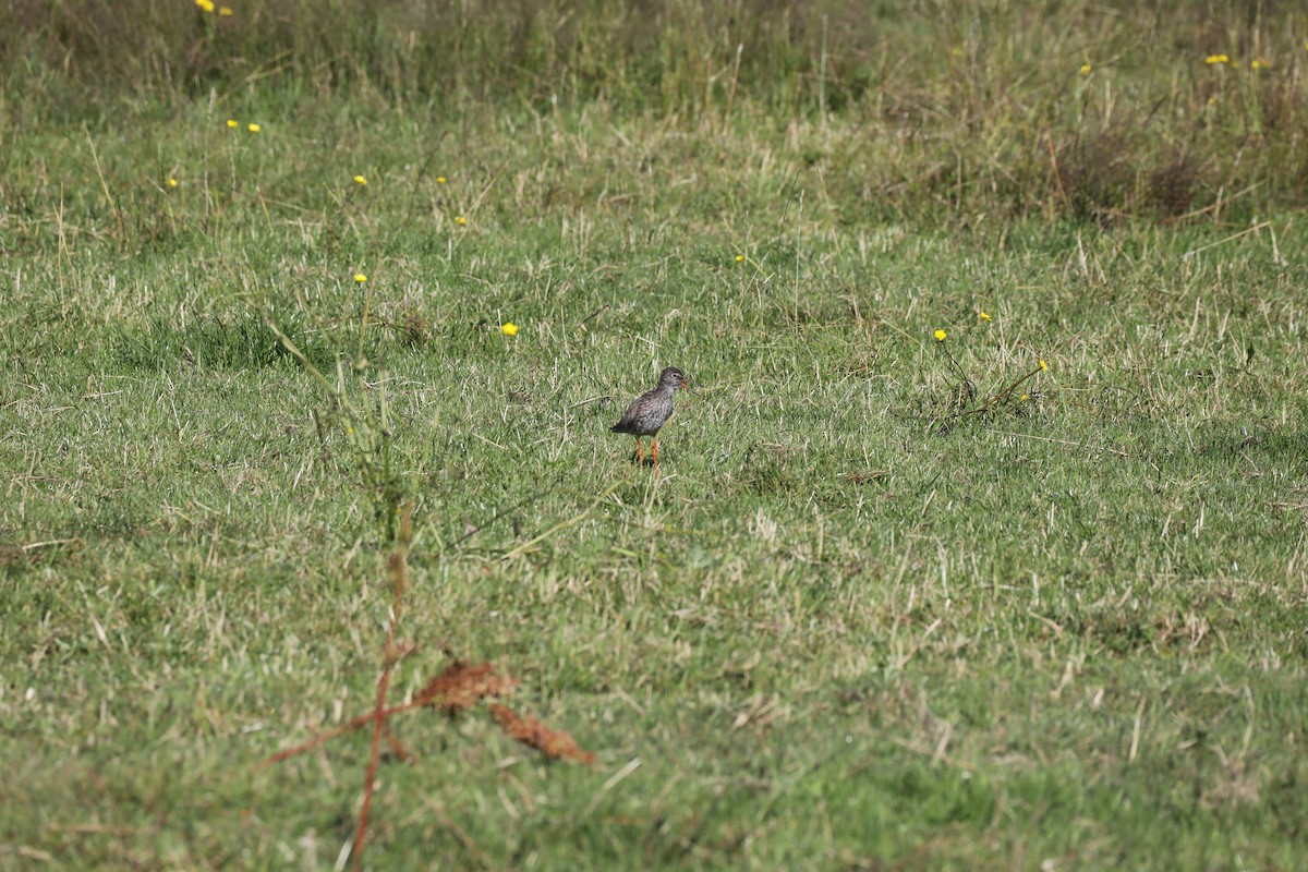 Common Redshank - ML639580323