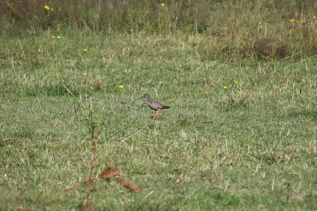 Common Redshank - ML639580325