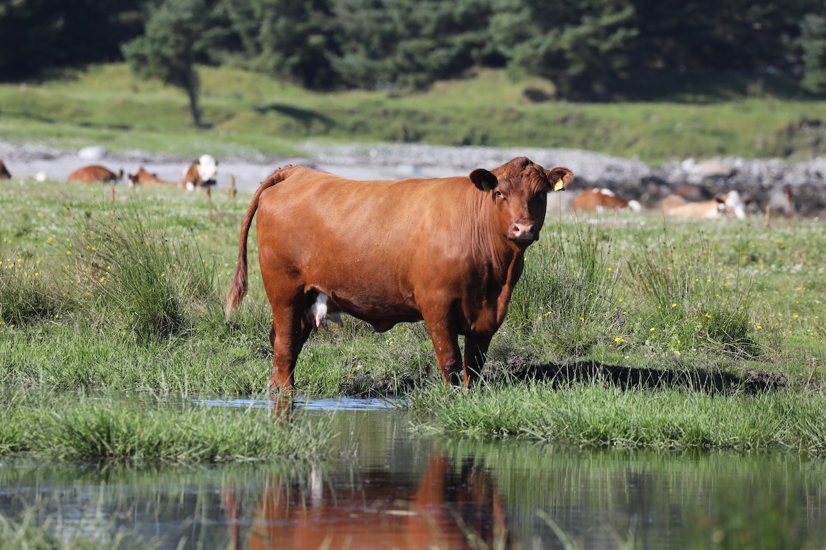 Mammals - ML639580333