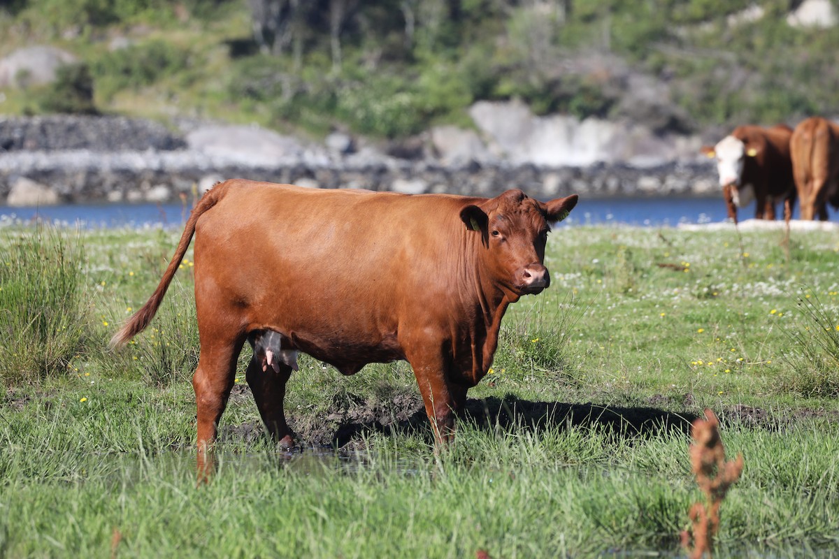 Mammals - ML639580334