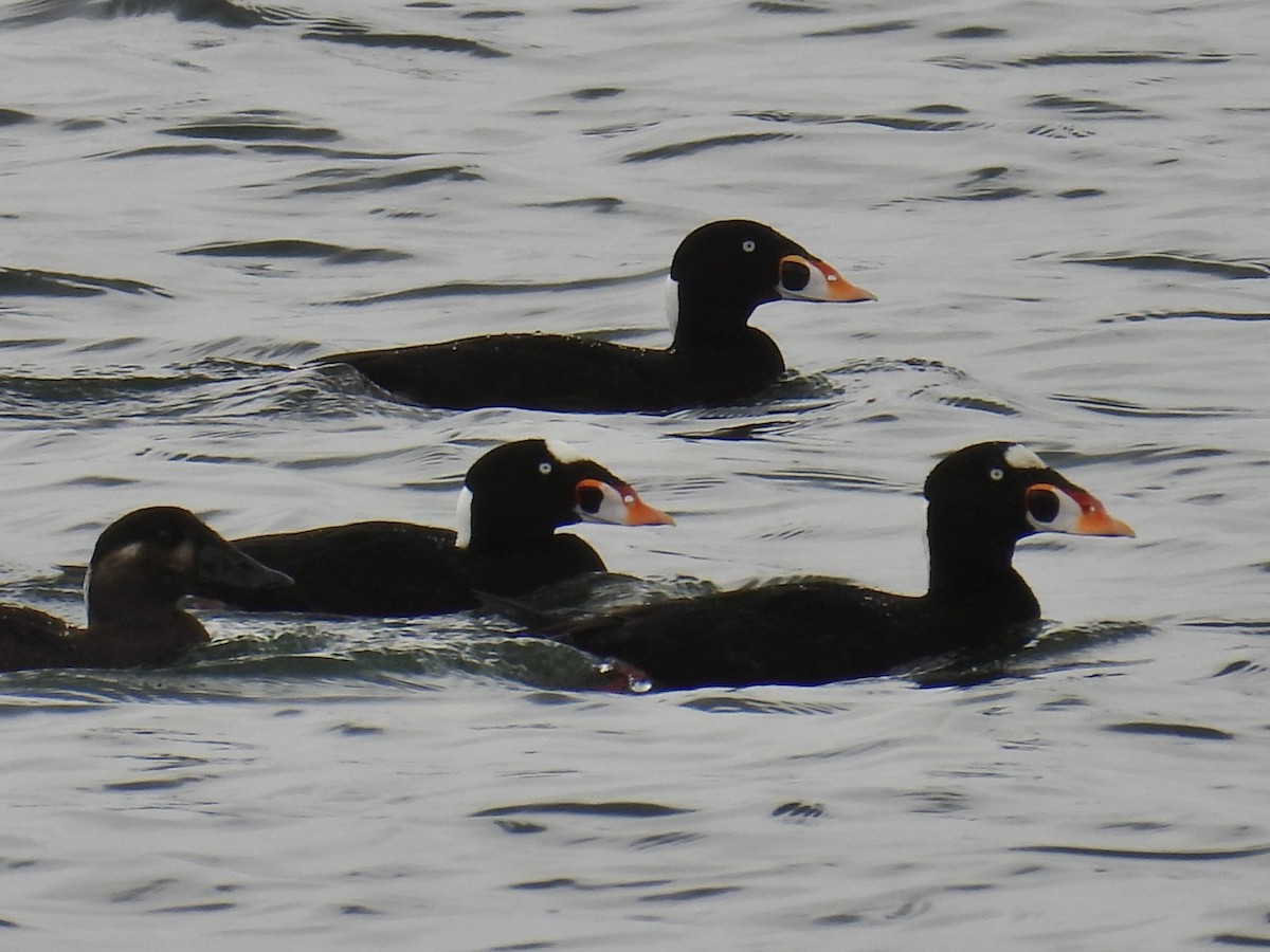 Surf Scoter - ML639580344