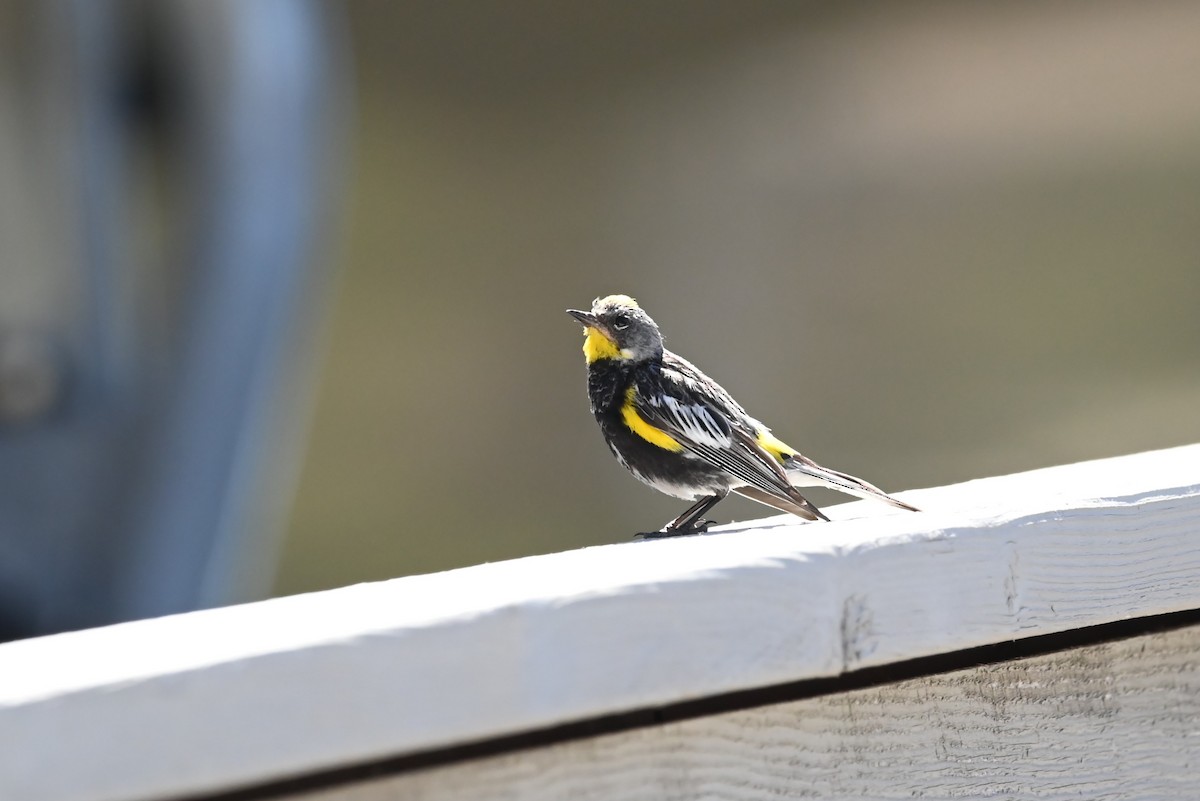 Yellow-rumped Warbler - ML639580358