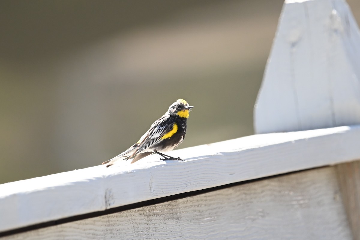 Yellow-rumped Warbler - ML639580360