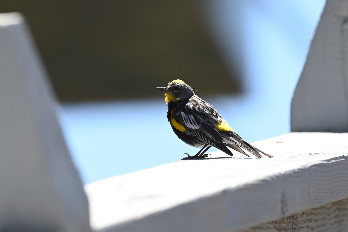 Yellow-rumped Warbler - ML639580363