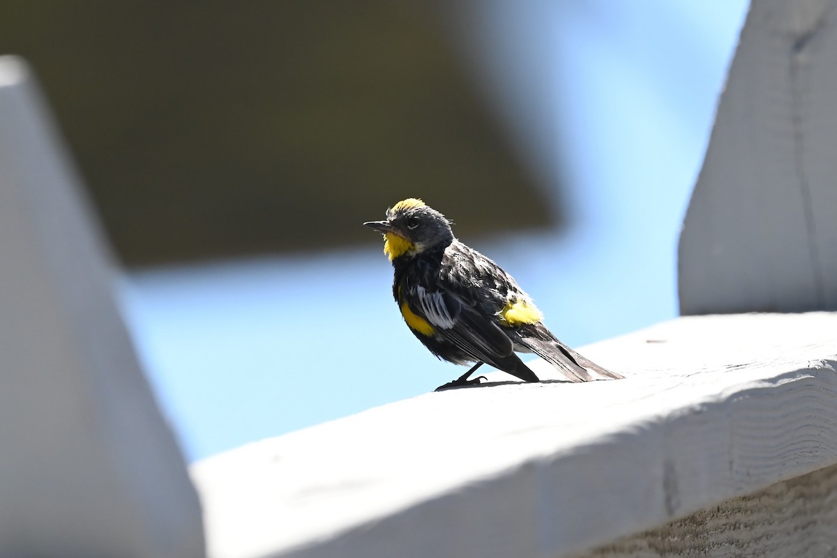 Yellow-rumped Warbler - ML639580368