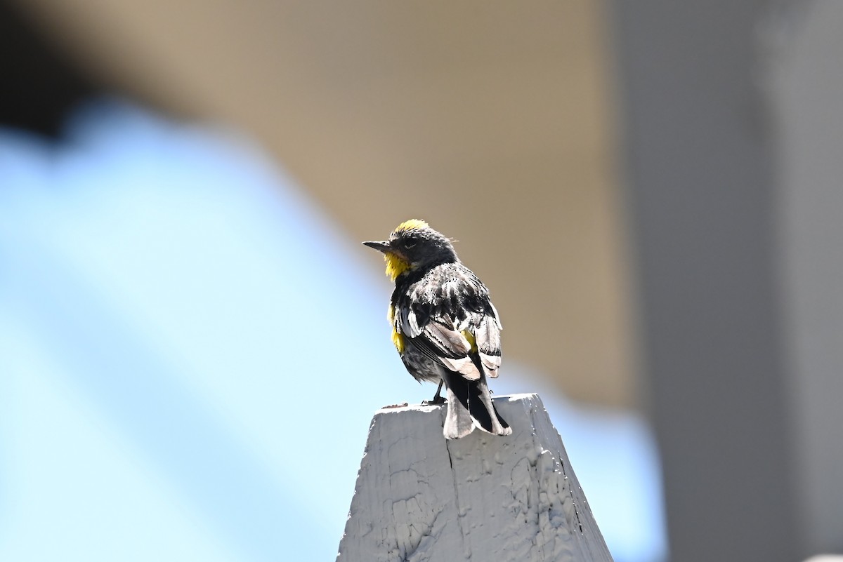 Yellow-rumped Warbler - ML639580369