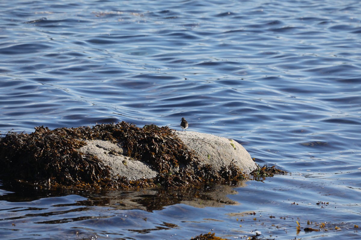 Common Sandpiper - ML639580386