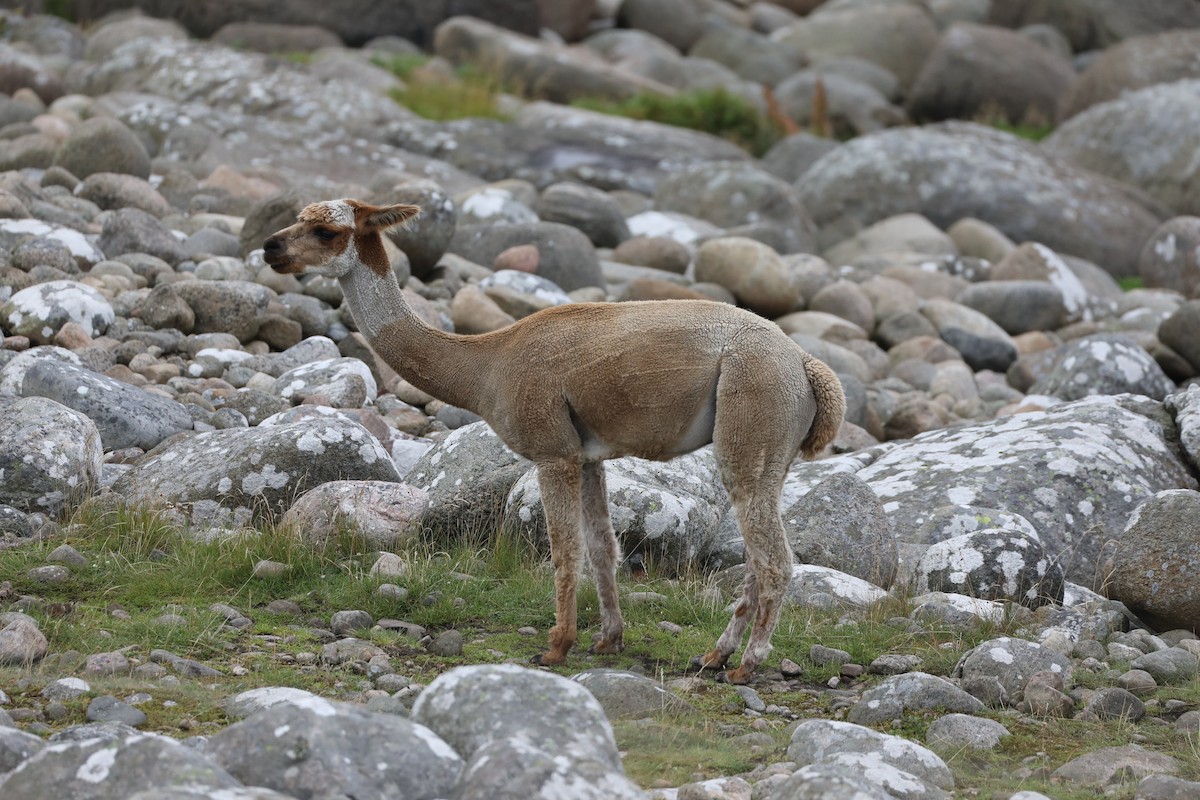 Mammals - ML639580406