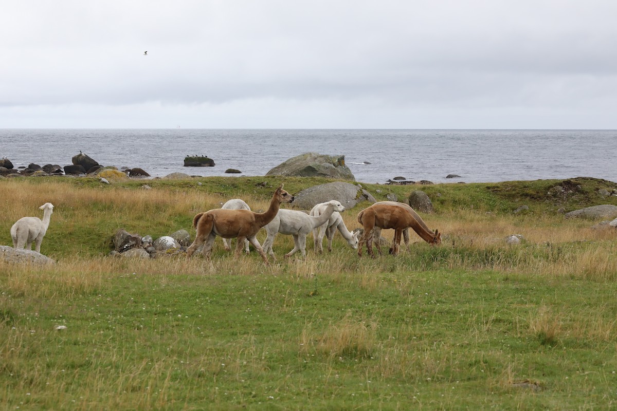 Mammals - ML639580423