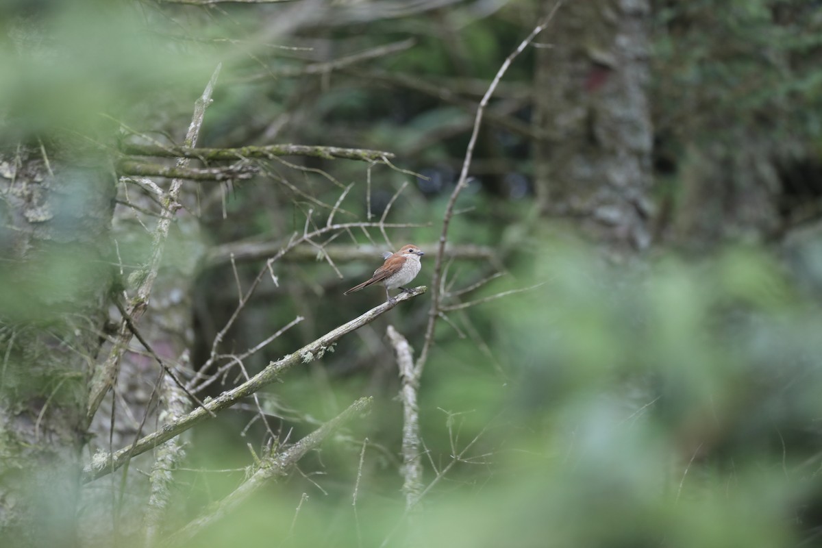 Red-backed Shrike - ML639580427