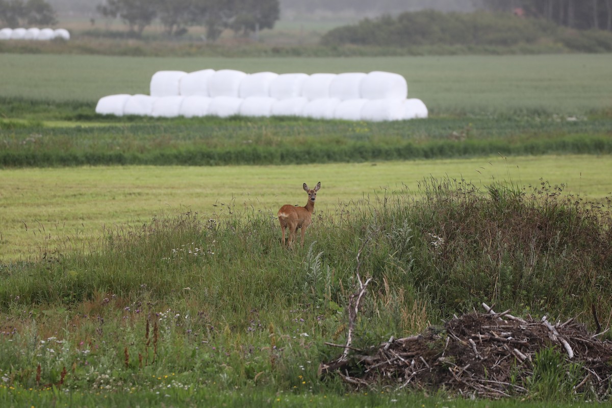 Roe Deer - ML639580432