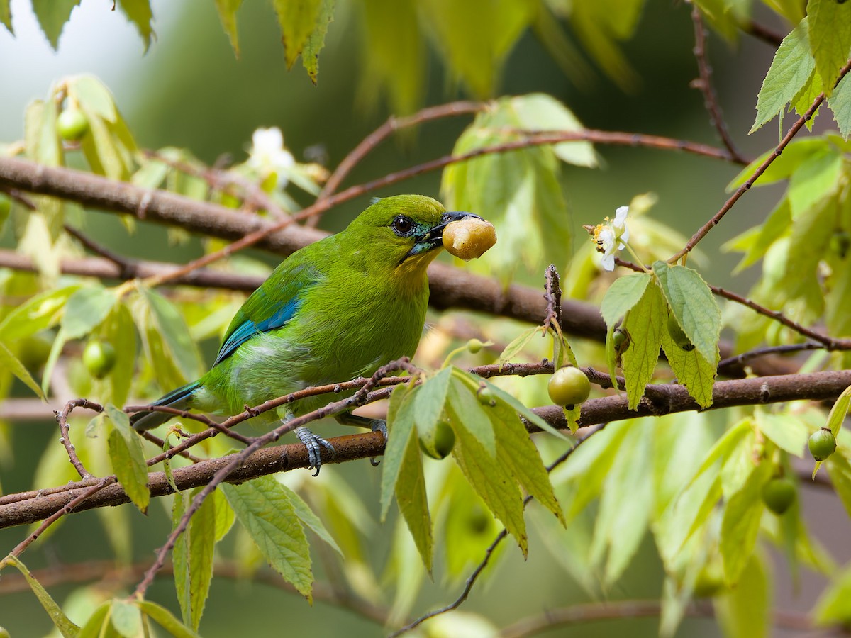 Yellow-throated Leafbird - ML639580450