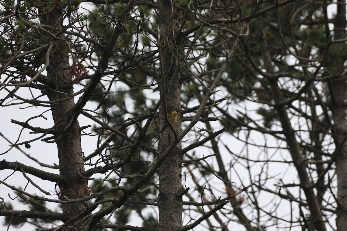 Yellowhammer - ML639580451