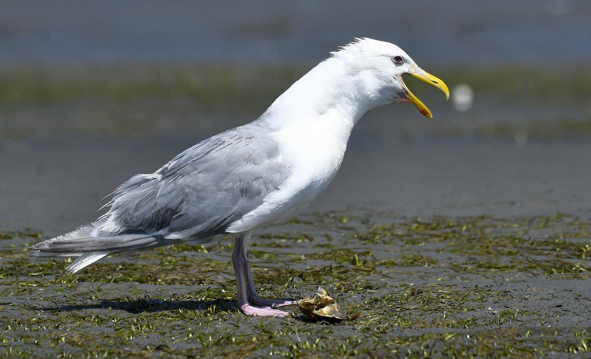 Glaucous-winged Gull - ML639580477