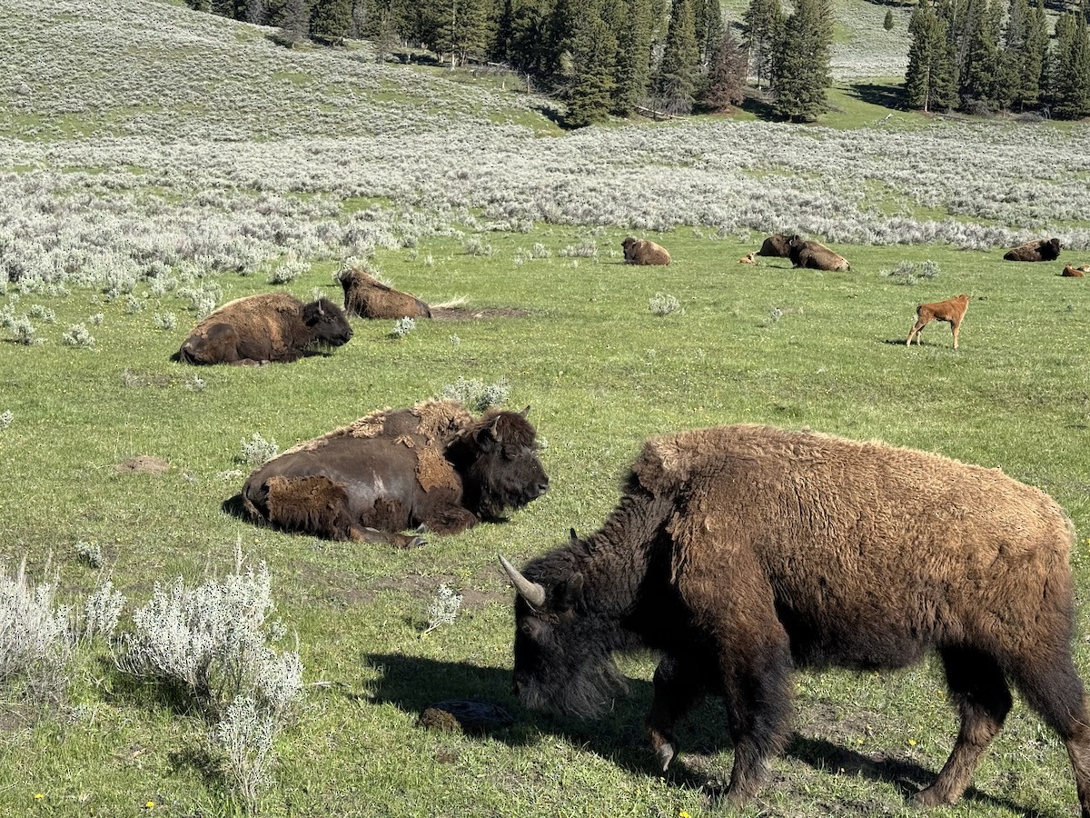 American Bison - ML639580527