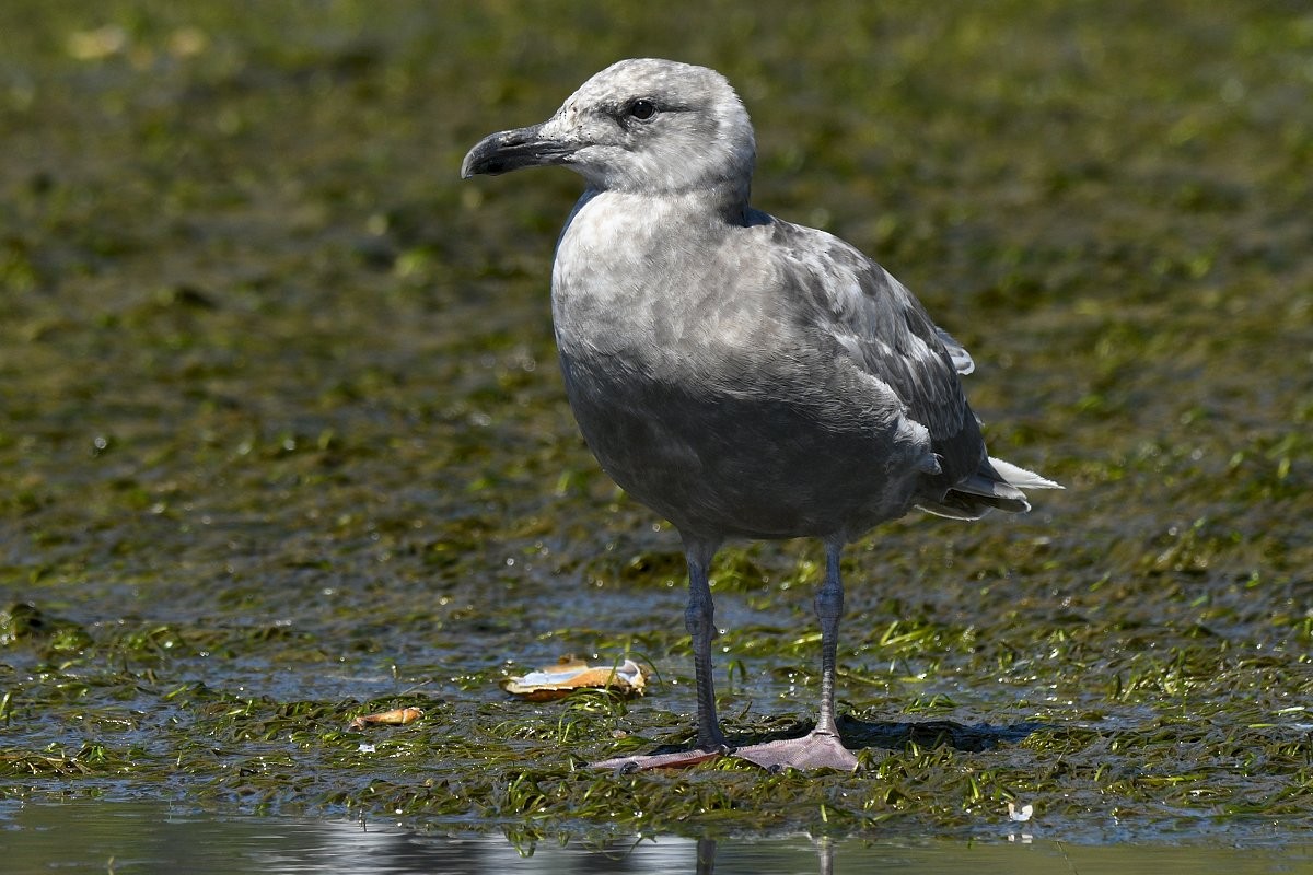 Glaucous-winged Gull - ML639580528