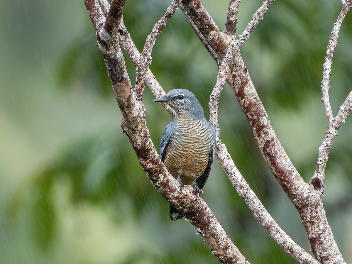 Sulawesi Cicadabird - ML639580544