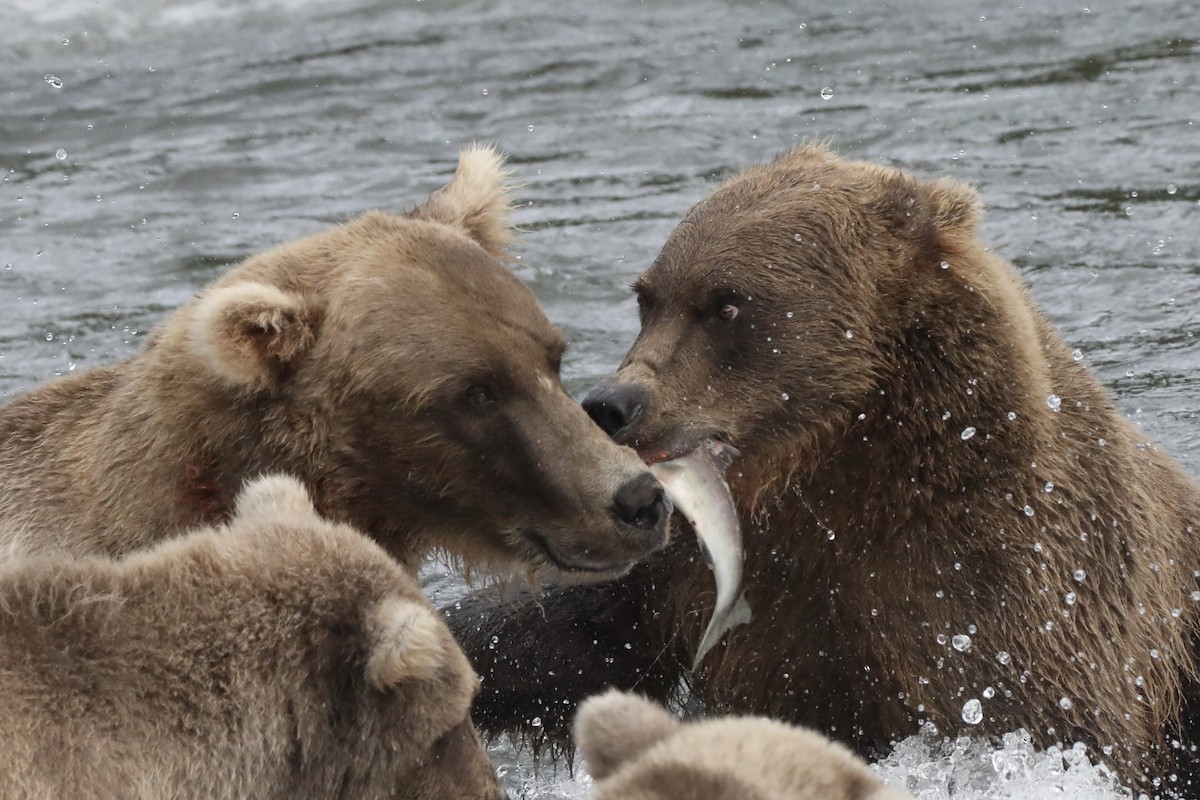 Grizzly Bear - ML639580546