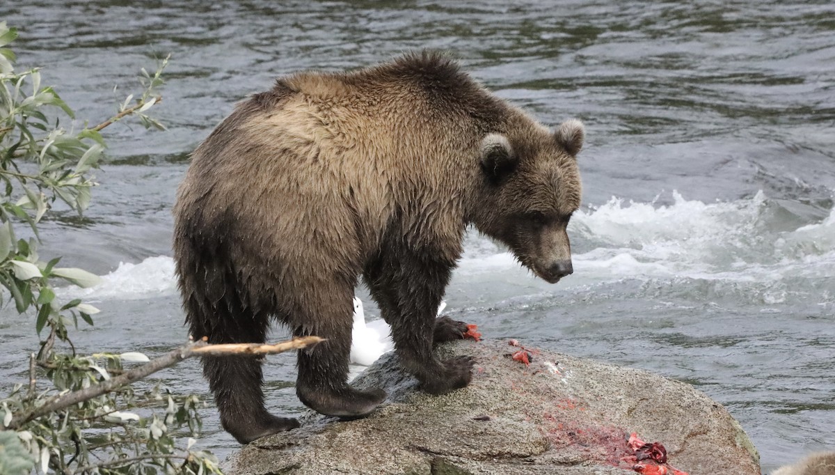 Grizzly Bear - ML639580547