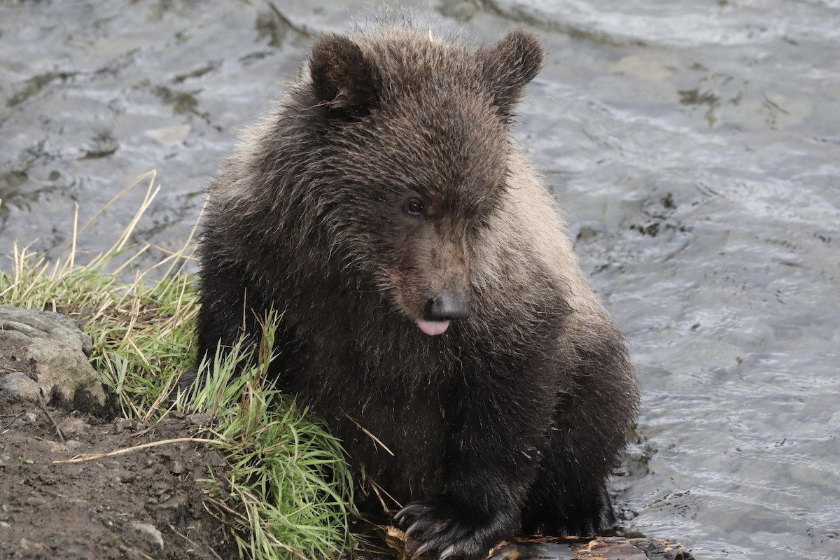 Grizzly Bear - ML639580548