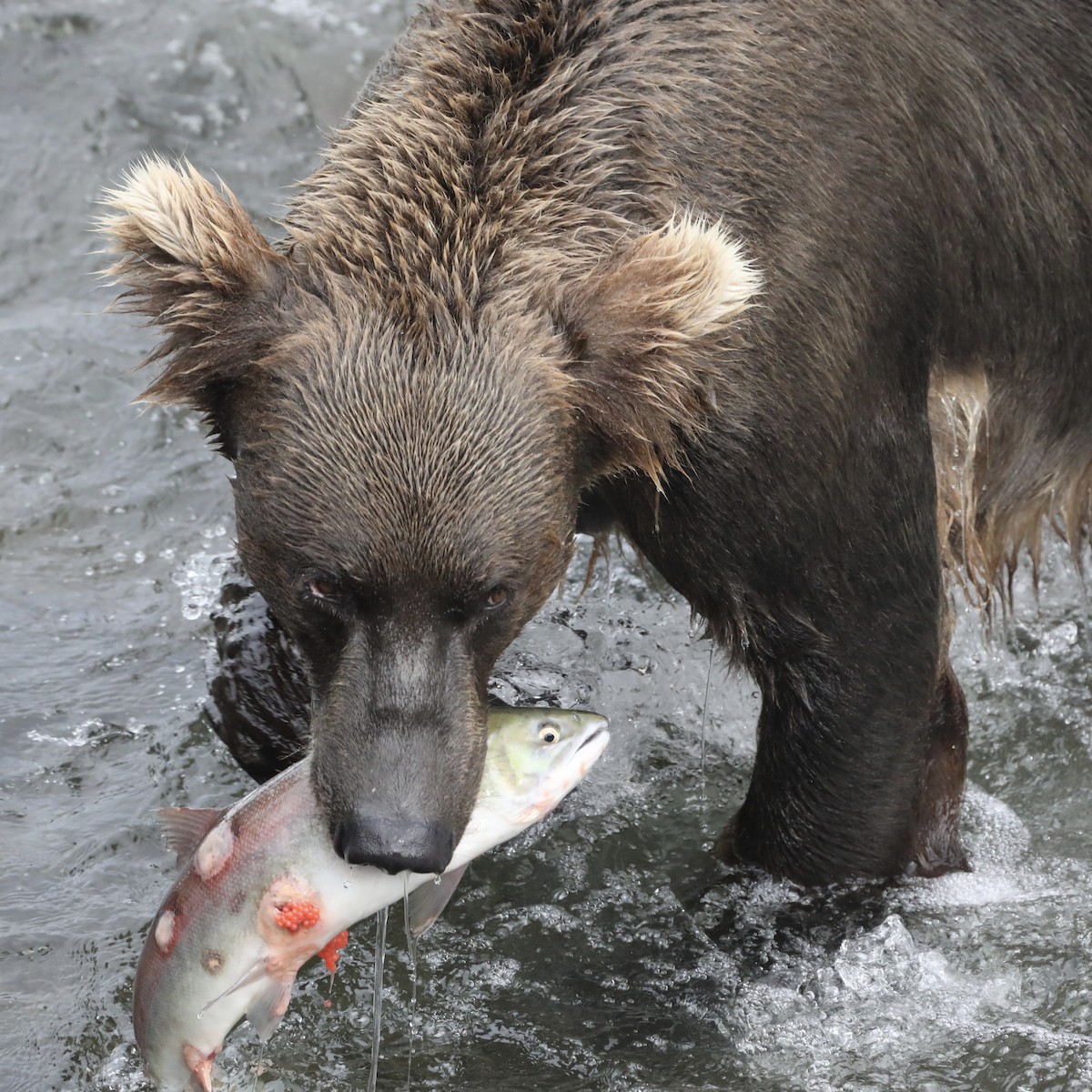 Grizzly Bear - ML639580549