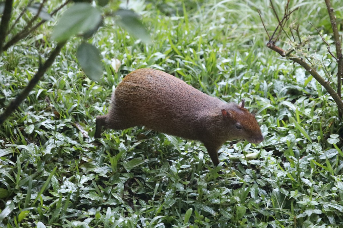 Central American Agouti - ML639580596