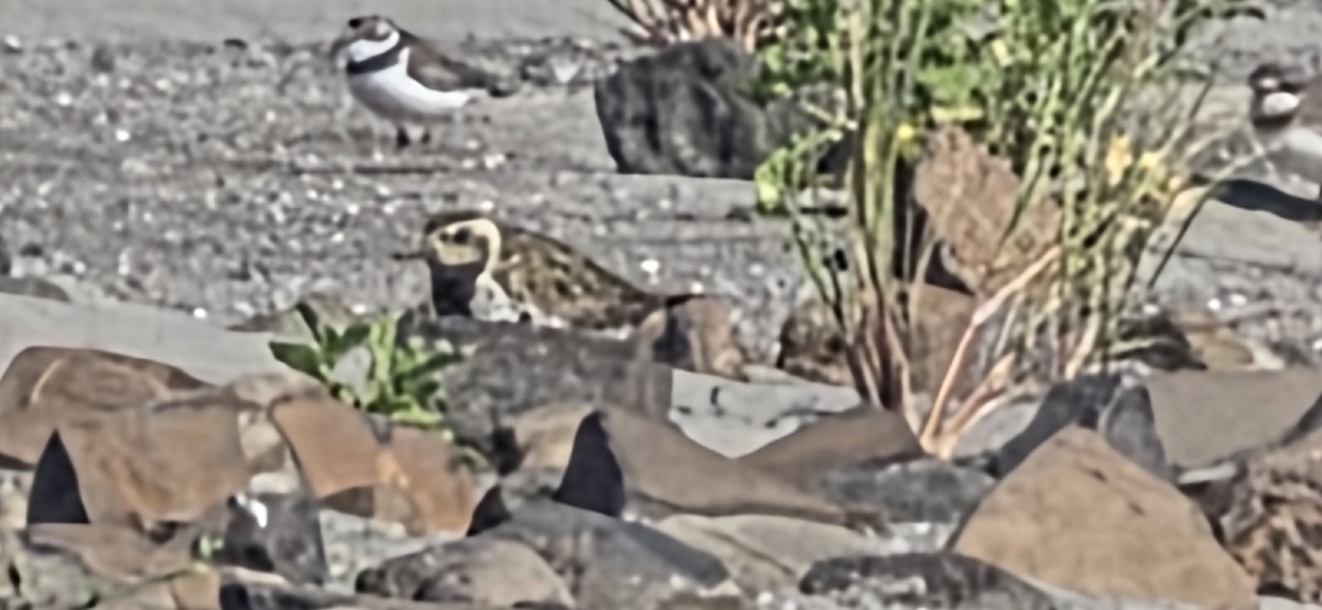 Pacific Golden-Plover - ML639580599