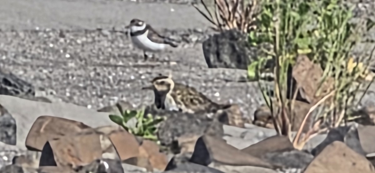 Pacific Golden-Plover - ML639580604