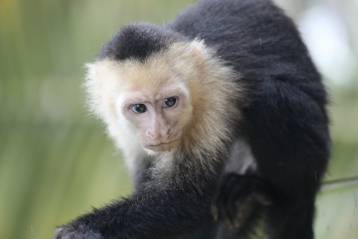 Central American White-faced Capuchin - ML639580617