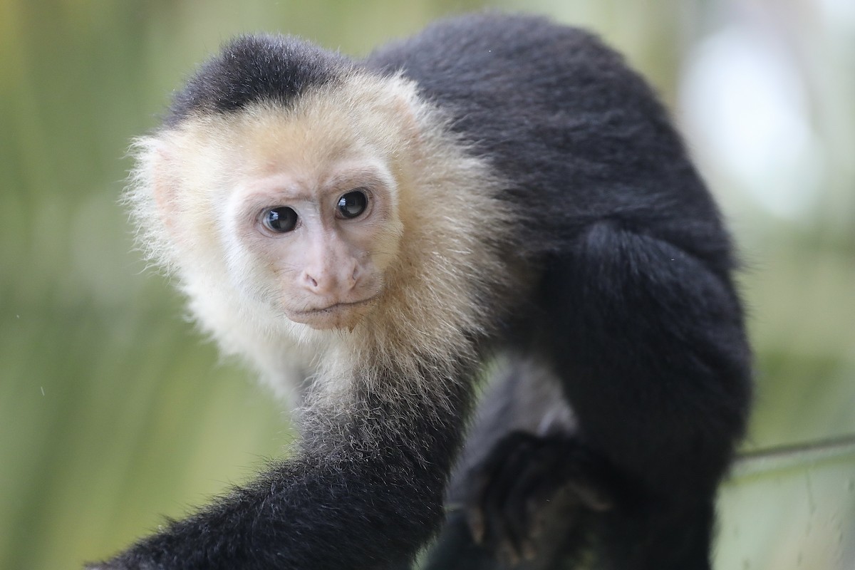Central American White-faced Capuchin - ML639580618