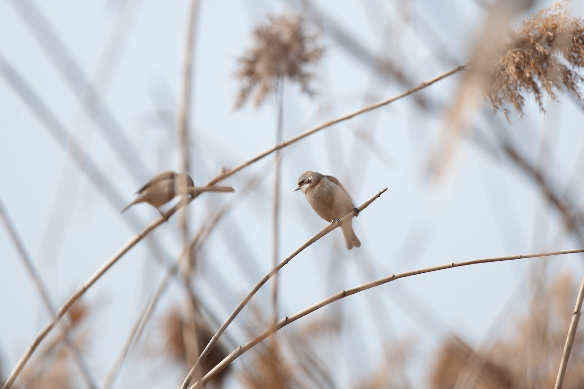 Chinese Penduline-Tit - ML639580623