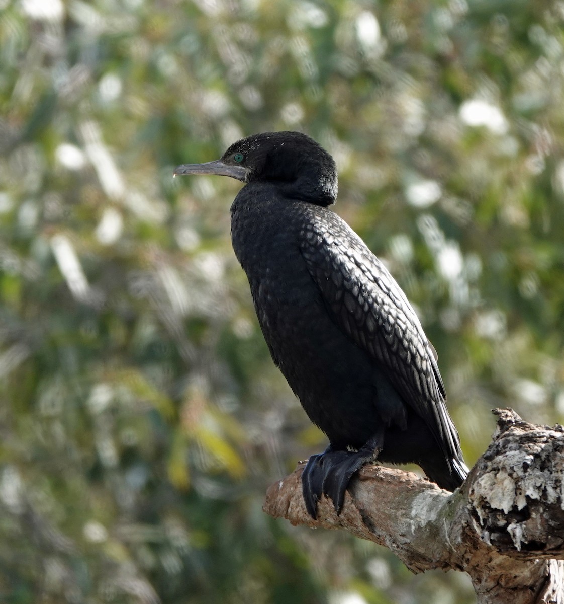 Cormoran noir - ML639580625