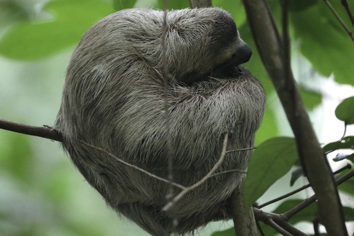 Brown-throated Three-toed Sloth - ML639580639