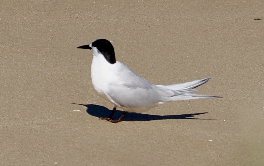 White-fronted Tern - ML639580727