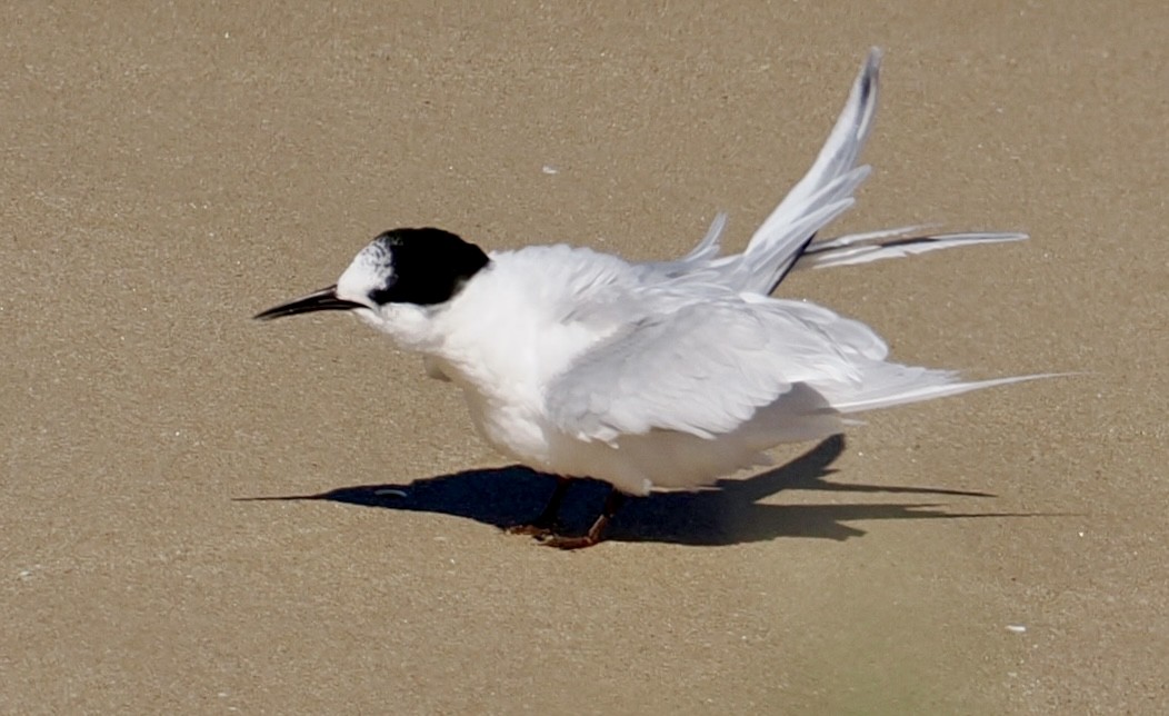 White-fronted Tern - ML639580728