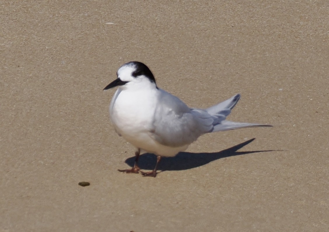 White-fronted Tern - ML639580729