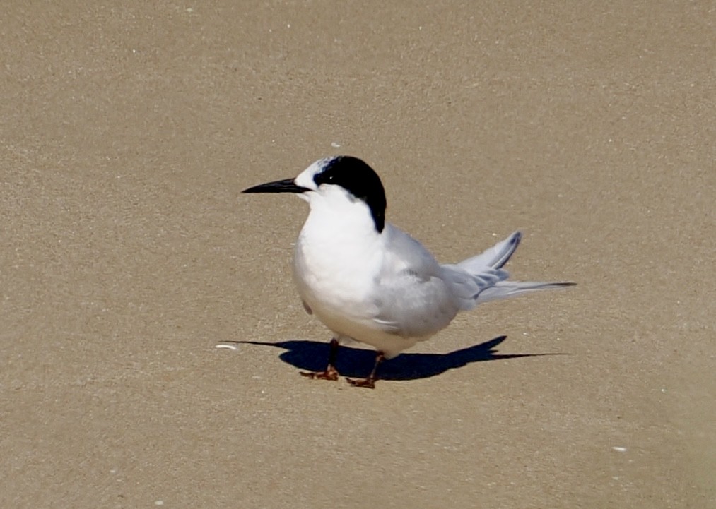 White-fronted Tern - ML639580730