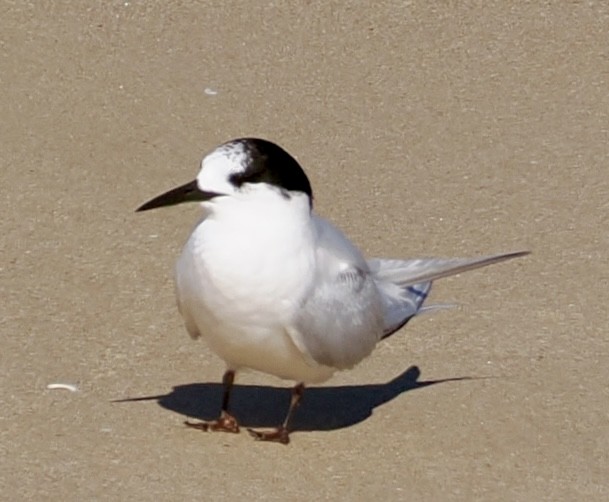 White-fronted Tern - ML639580731