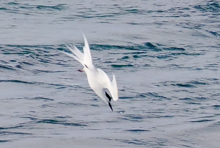 White-fronted Tern - ML639580732