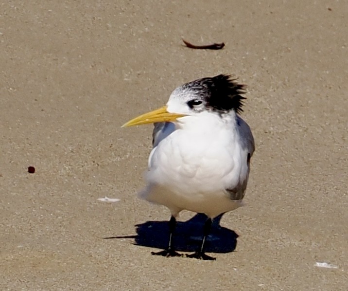 Great Crested Tern - ML639580734