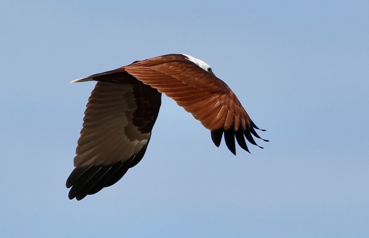 Brahminy Kite - ML639580739