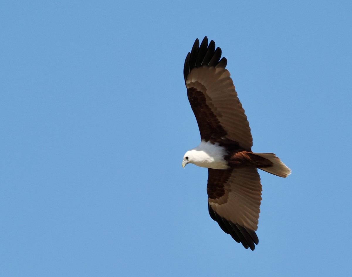 Brahminy Kite - ML639580740