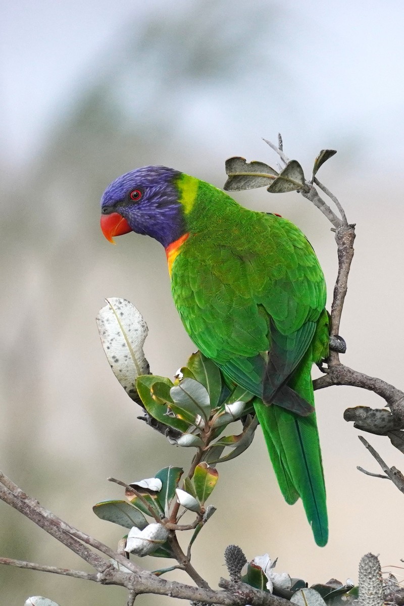 Rainbow Lorikeet - ML639580744