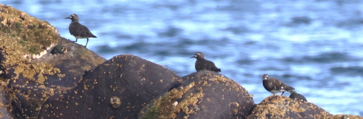 Black Turnstone - ML639580759