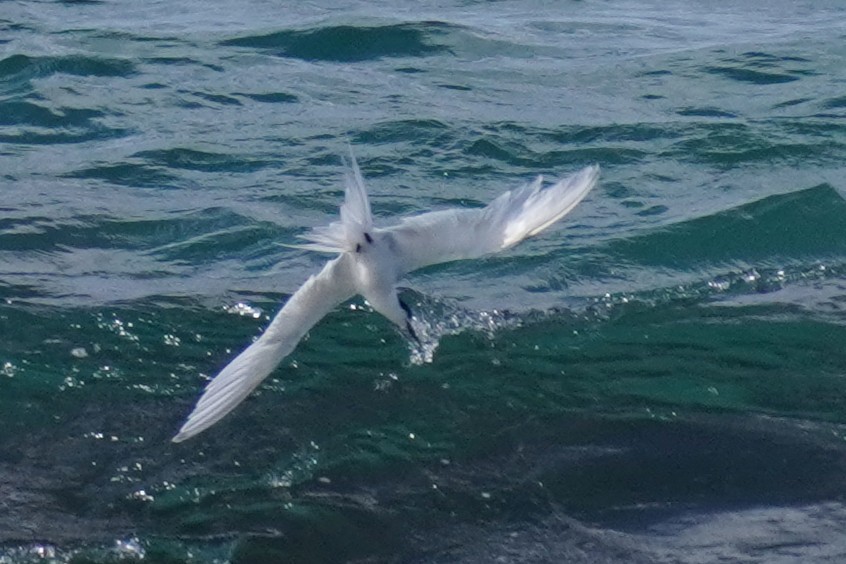 White-fronted Tern - ML639580768